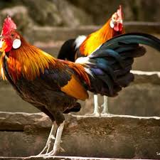 rates of native chickens soar ahead of sankranti festival